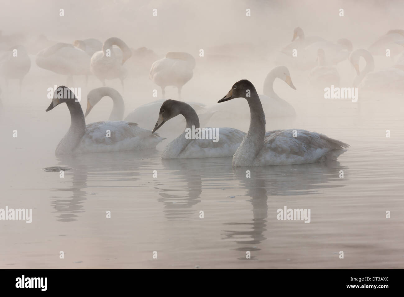 Cygnus cygnus, Whooper cigni, su un lago ghiacciato di Hokkaido. Foto Stock