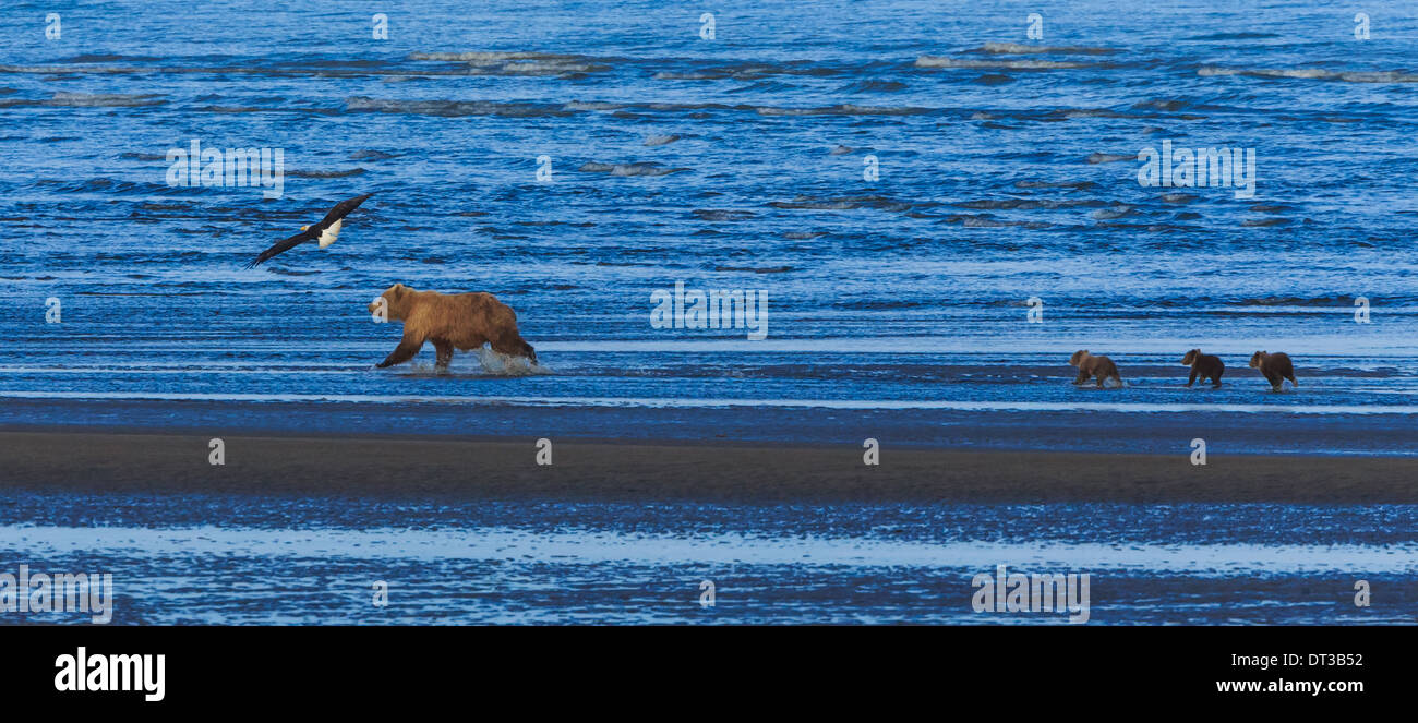 Orso bruno sow e cubs, il Parco Nazionale del Lago Clark, Alaska, STATI UNITI D'AMERICA Foto Stock