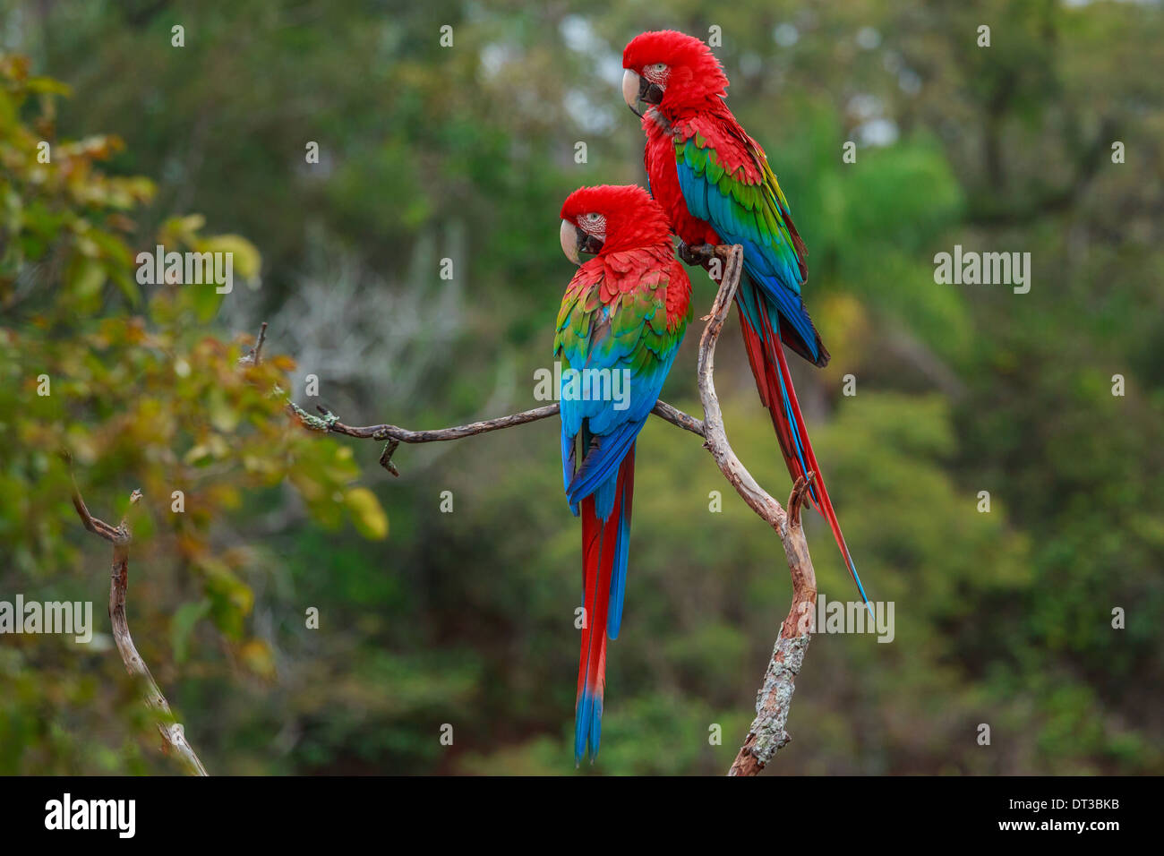 Rosso-verde pappagalli ara chloroptera, Buraco das Araras, Brasile Foto Stock