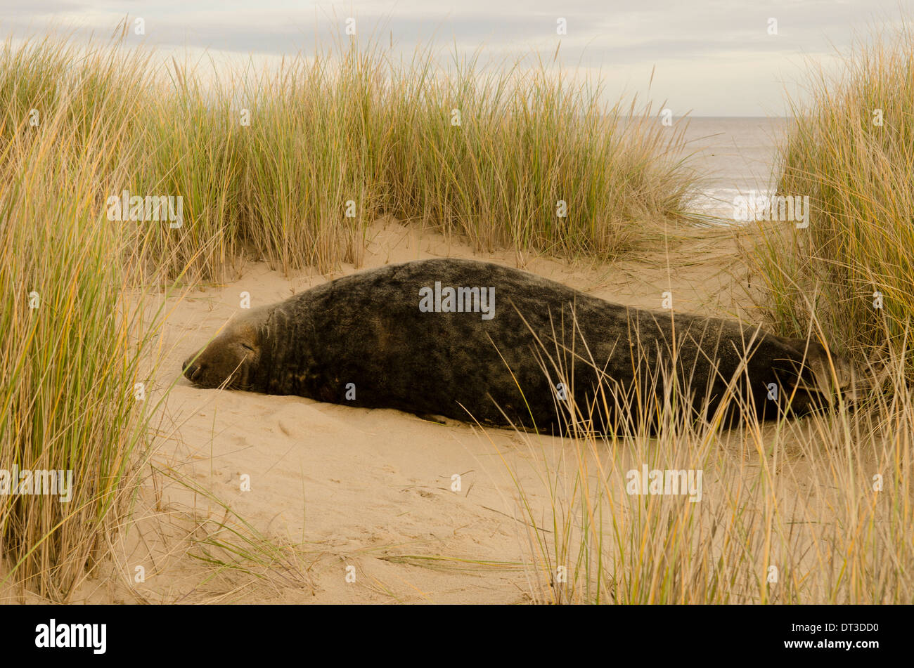 Guarnizione grigio [Halichoerus grypus] maschio bull dicembre. Norfolk. In dune tra Horsey Gap e Winterton dune. Regno Unito Foto Stock