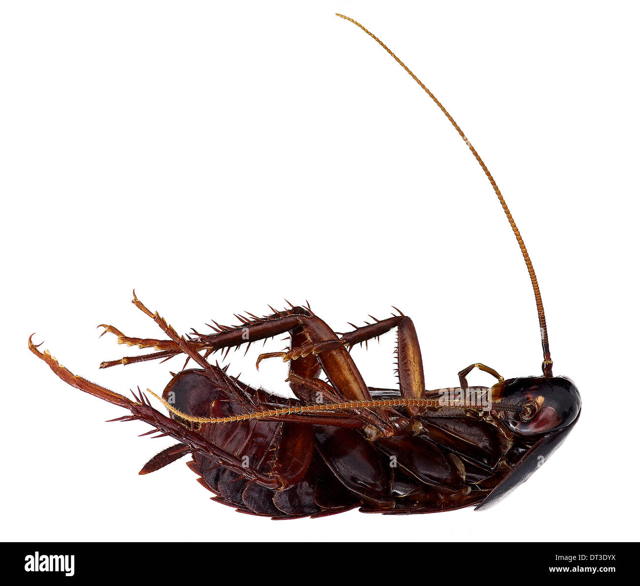 Scarafaggio morto (Blatta orientalis) in vista laterale Foto Stock