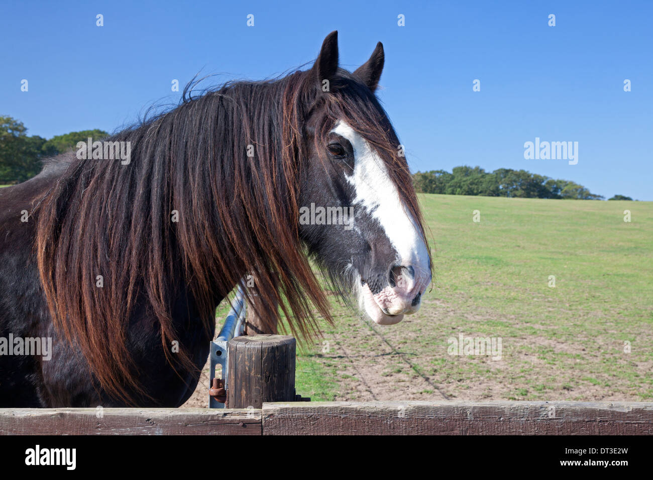 Shire horse presso la collina Santuario animale, West Runton, Norfolk Foto Stock