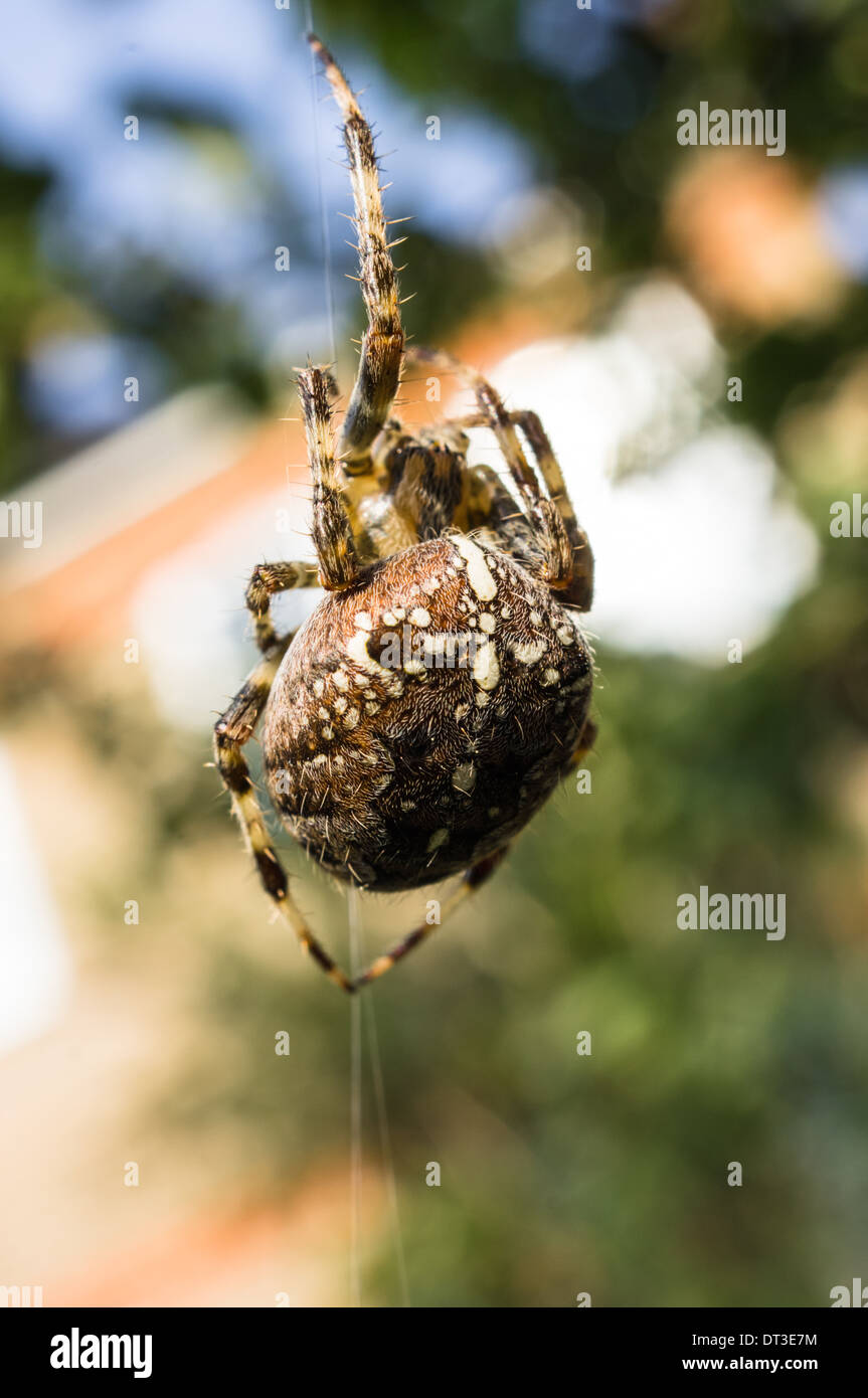 Giardino europeo spider (Araneus diadematus) Foto Stock
