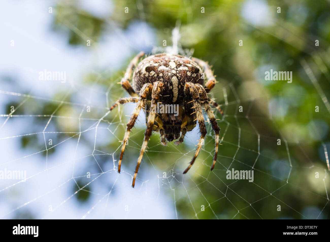 Giardino europeo spider (Araneus diadematus) Foto Stock