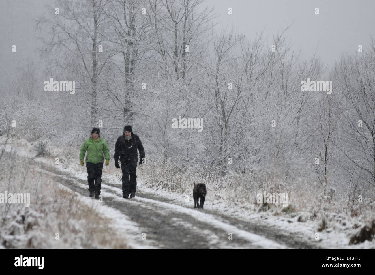 Copertura di neve pista forestale vicino Sherrifmuir, Stirling, Scozia. Un paio di camminare un cane durante un inverno tempesta di neve. Foto Stock