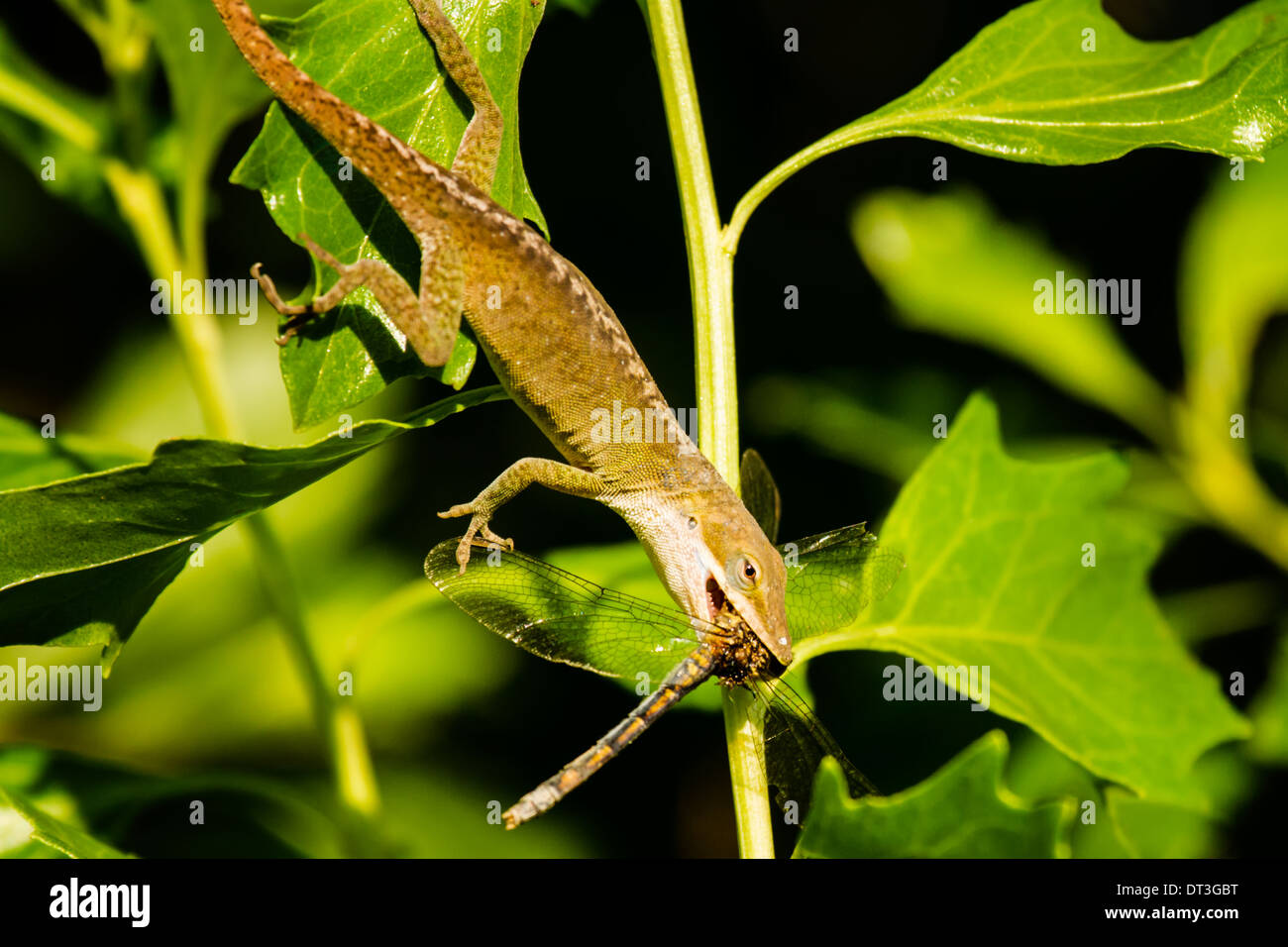 Carolina anole (Anolis carolinensis) mangiando una libellula. Foto Stock