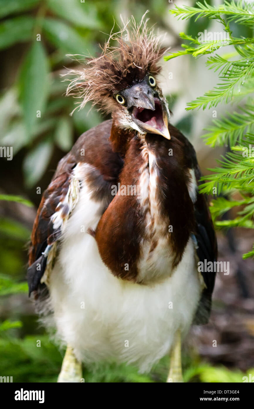 Juvenille tricolore Heron (Egretta tricolore) guardando la telecamera con il suo becco aperto. Foto Stock