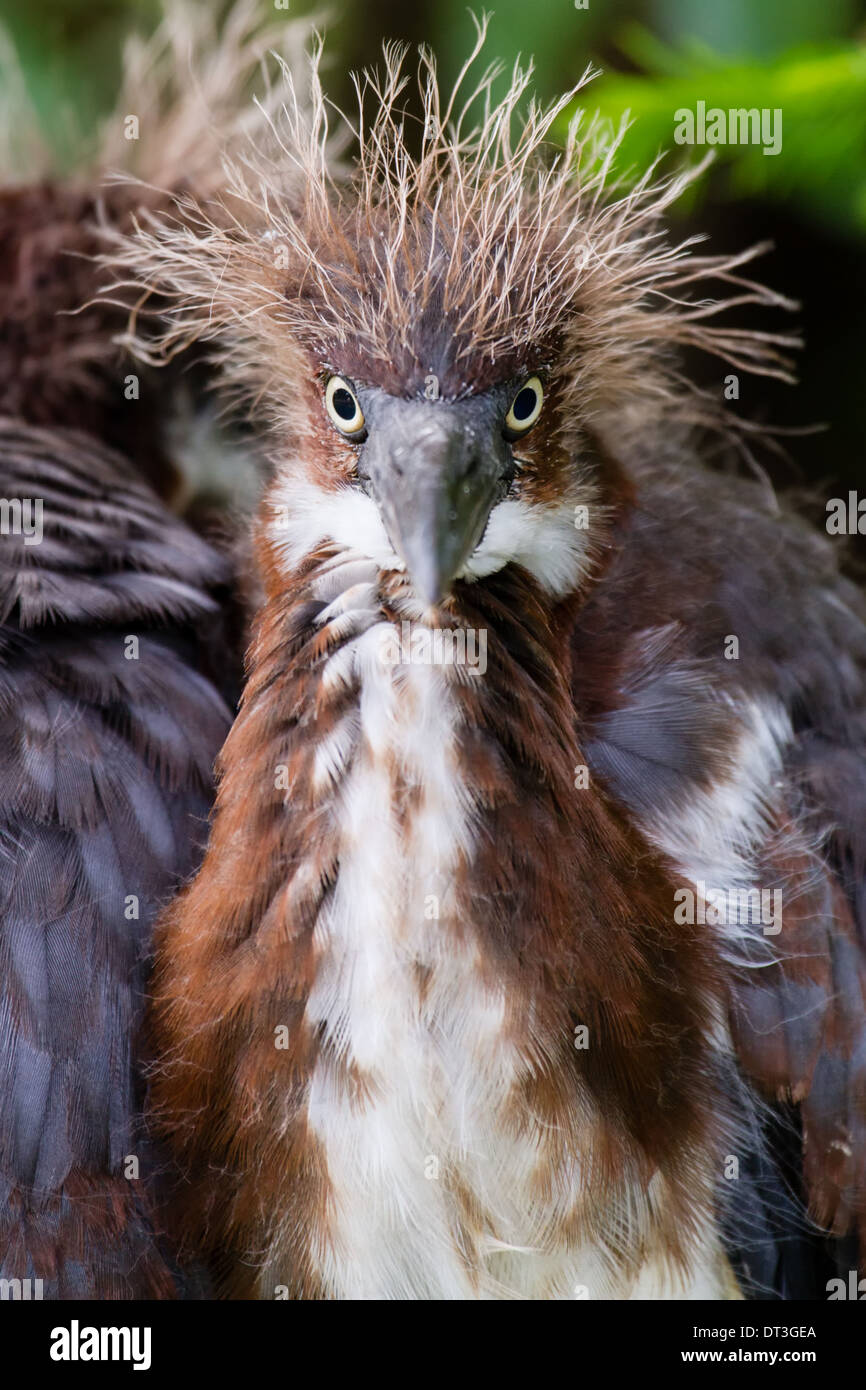 Juvenille tricolore Heron (Egretta tricolore) guardando la telecamera. Foto Stock
