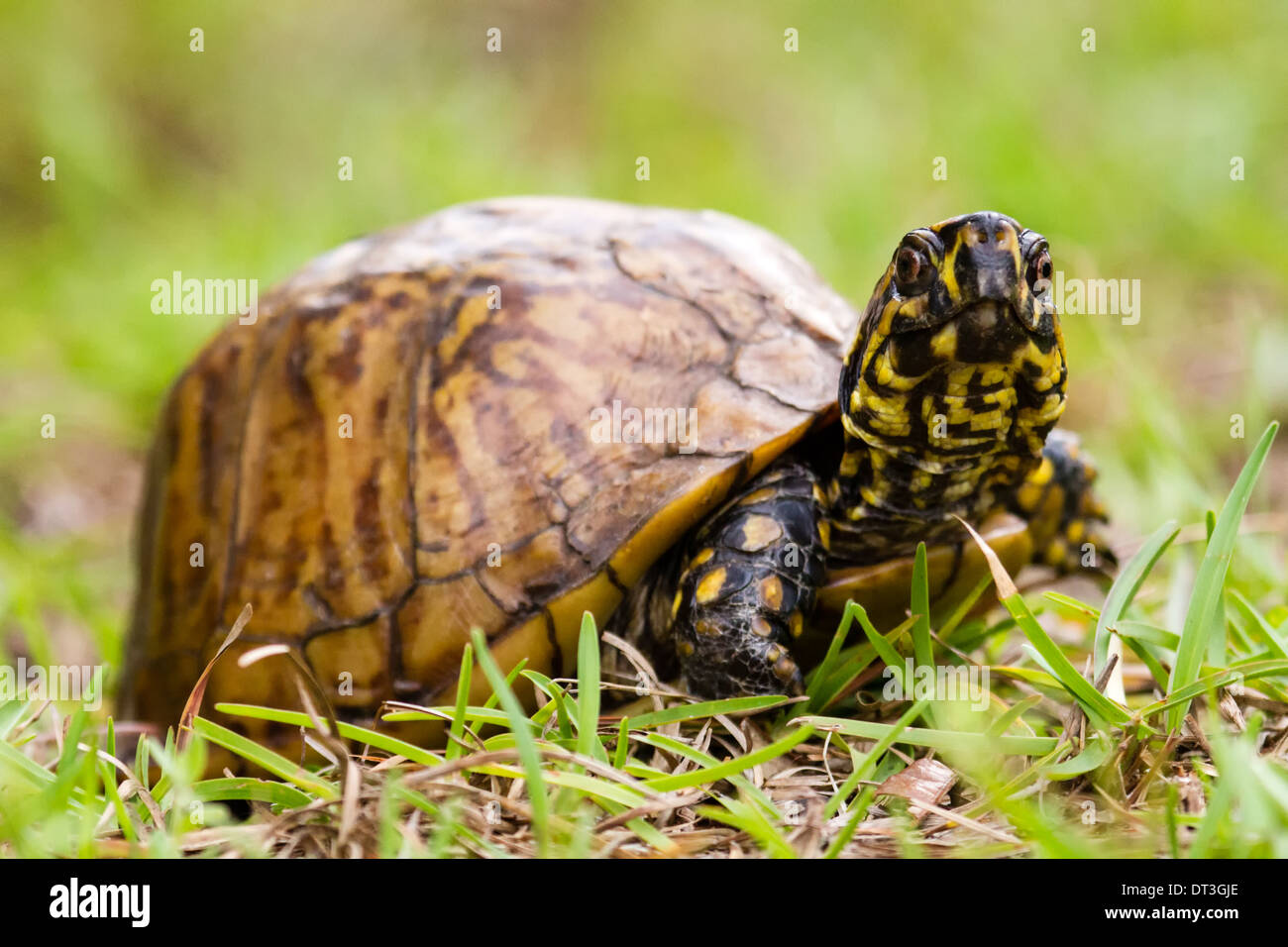 Casella di Florida tartaruga (Terrapene carolina bauri) guardando la telecamera. Foto Stock