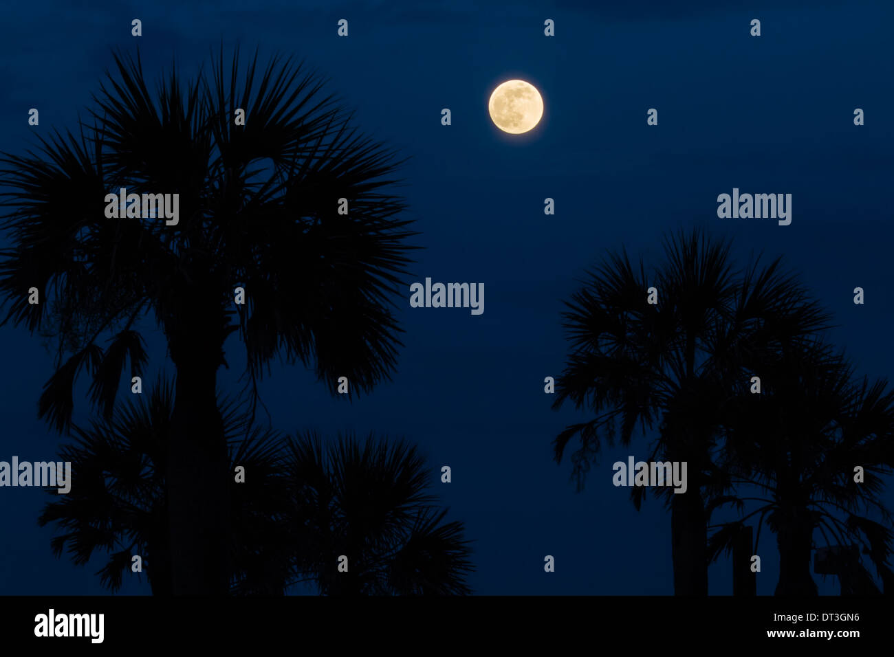 Full Moon Rising su alberi di palma. Foto Stock