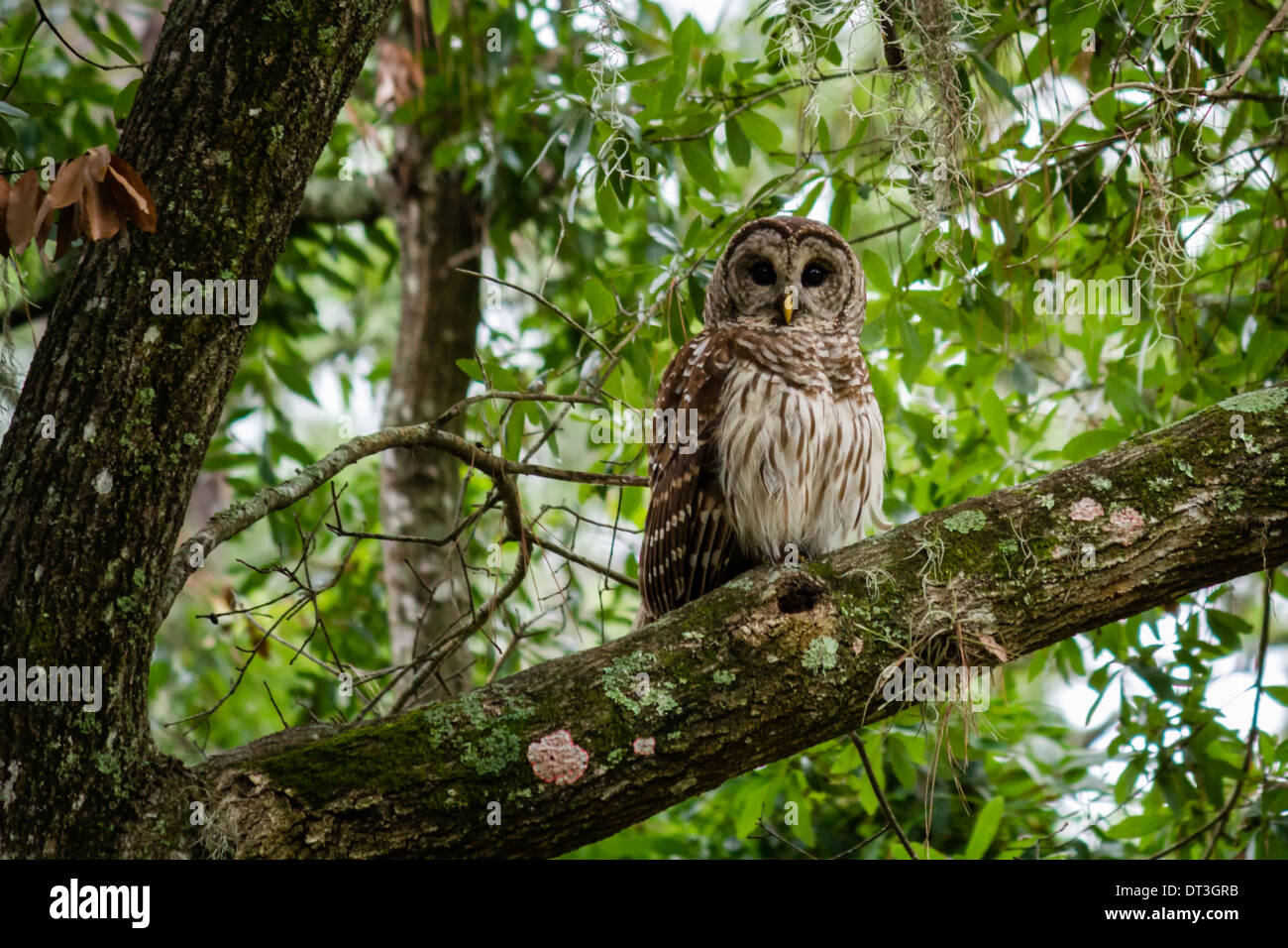 Bloccate Allocco (Strix varia) seduto in un albero guardando la telecamera. Foto Stock