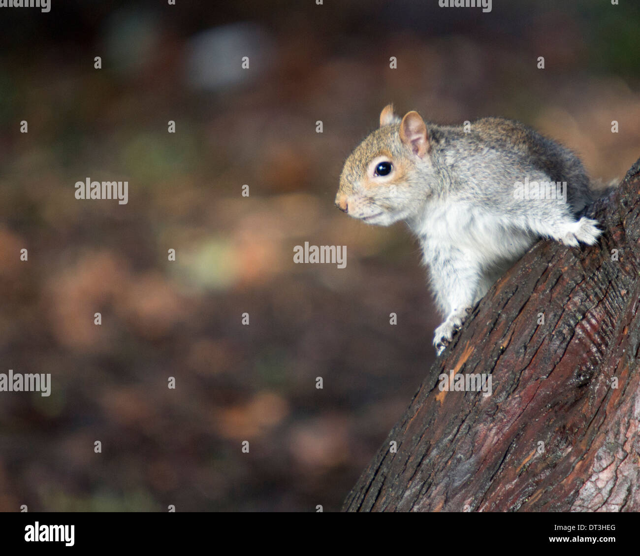 Orientale scoiattolo grigio Sciurus carolinensis in un albero a parco locale foraggio per alimentare i dadi o che vivono in ambiente selvatico Foto Stock