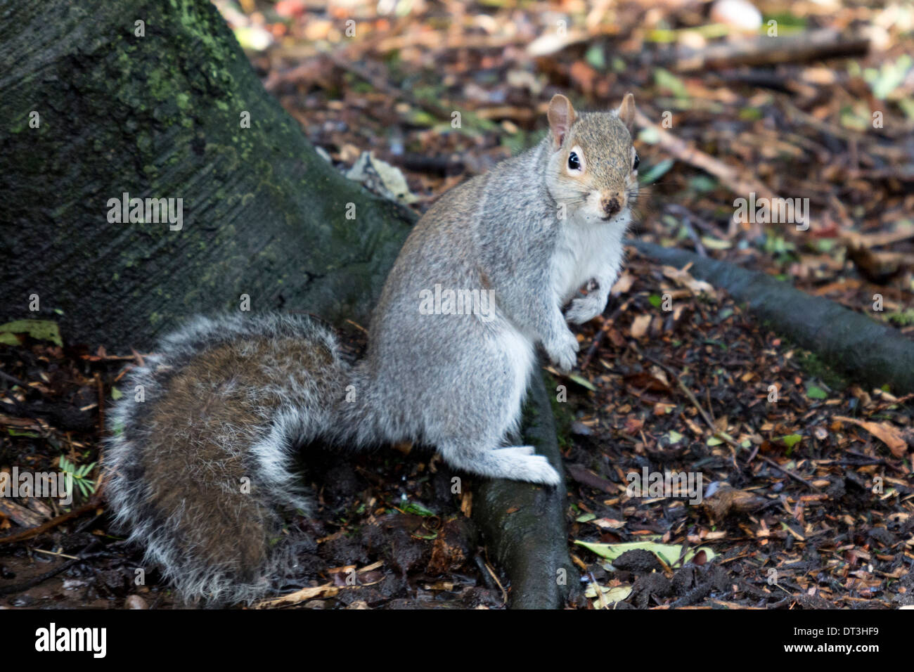 Orientale scoiattolo grigio sul terreno in prossimità di un albero foraggio per gli alimenti o i dadi in un parco locale Foto Stock