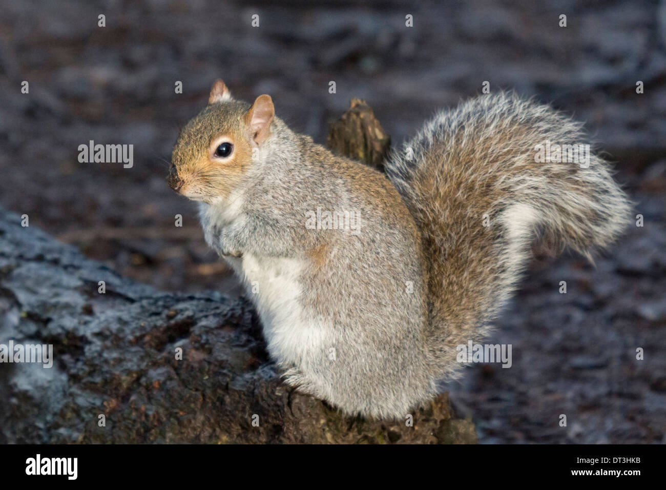 Orientale scoiattolo grigio Sciurus carolinensis in presenza di fango sul ramo caduto in Maria stevens park Foto Stock