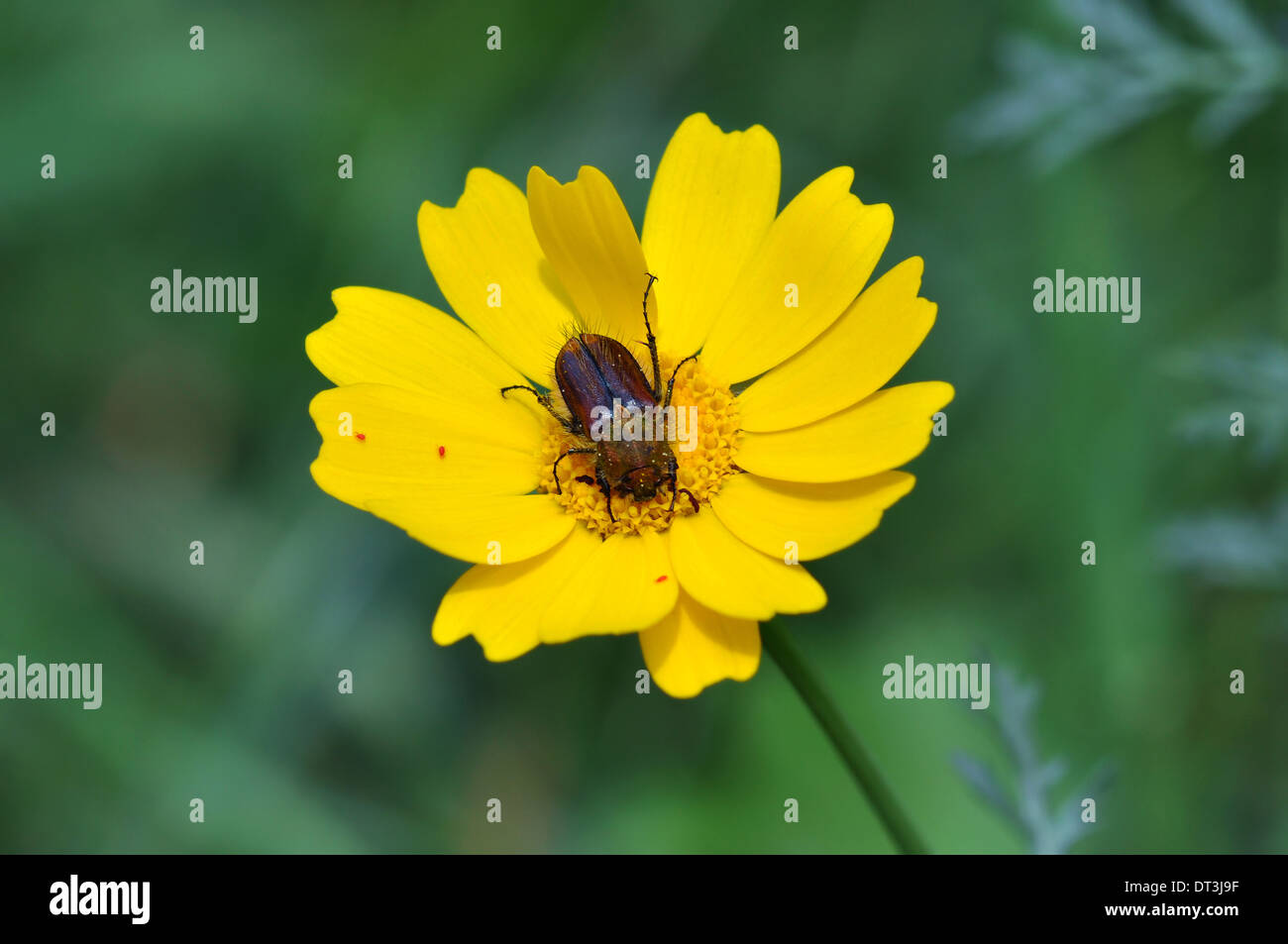 Beetle e minuscolo velluto rosso acari su giallo fiore in fiore. Stagione primaverile. Foto Stock