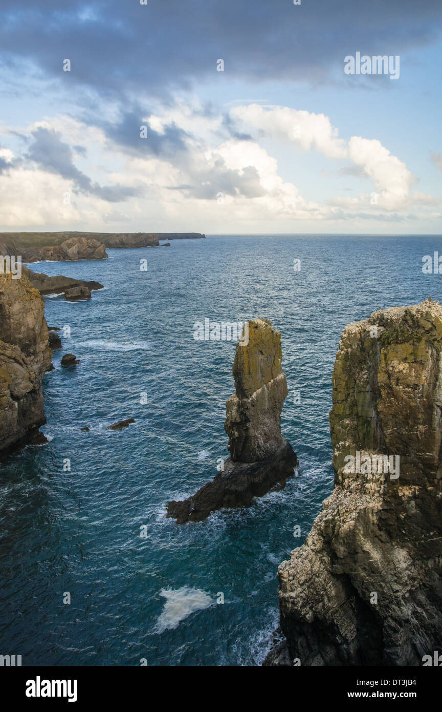 Elegug Stacks on Welsh Coastline in Pembrokeshire Coast National Park, Galles Regno Unito Regno Unito Foto Stock