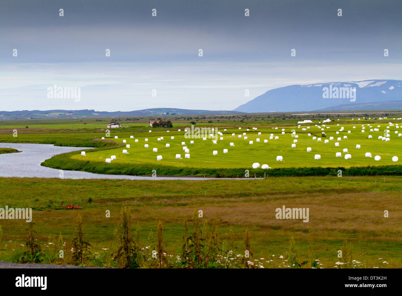 Haybales in campi verdi, estate in Islanda Foto Stock