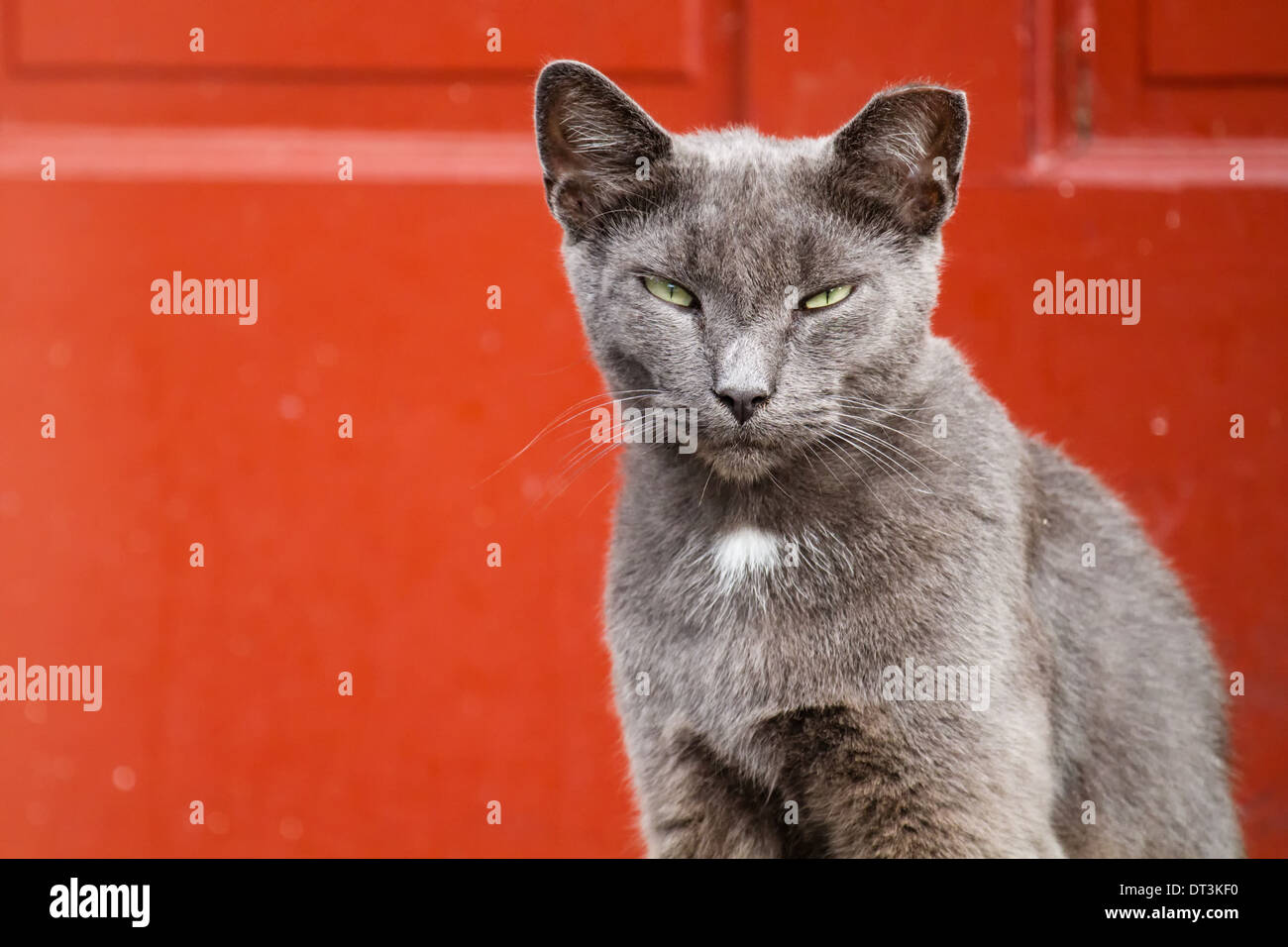 Grigio gatto adulto guardando la telecamera contro uno sfondo di colore rosso. Foto Stock
