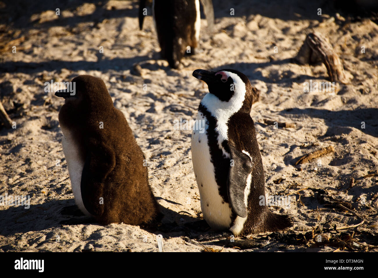 Pinguino africano adulto e bambino, Spheniscus demersus, che prende il sole sulla spiaggia Foto Stock
