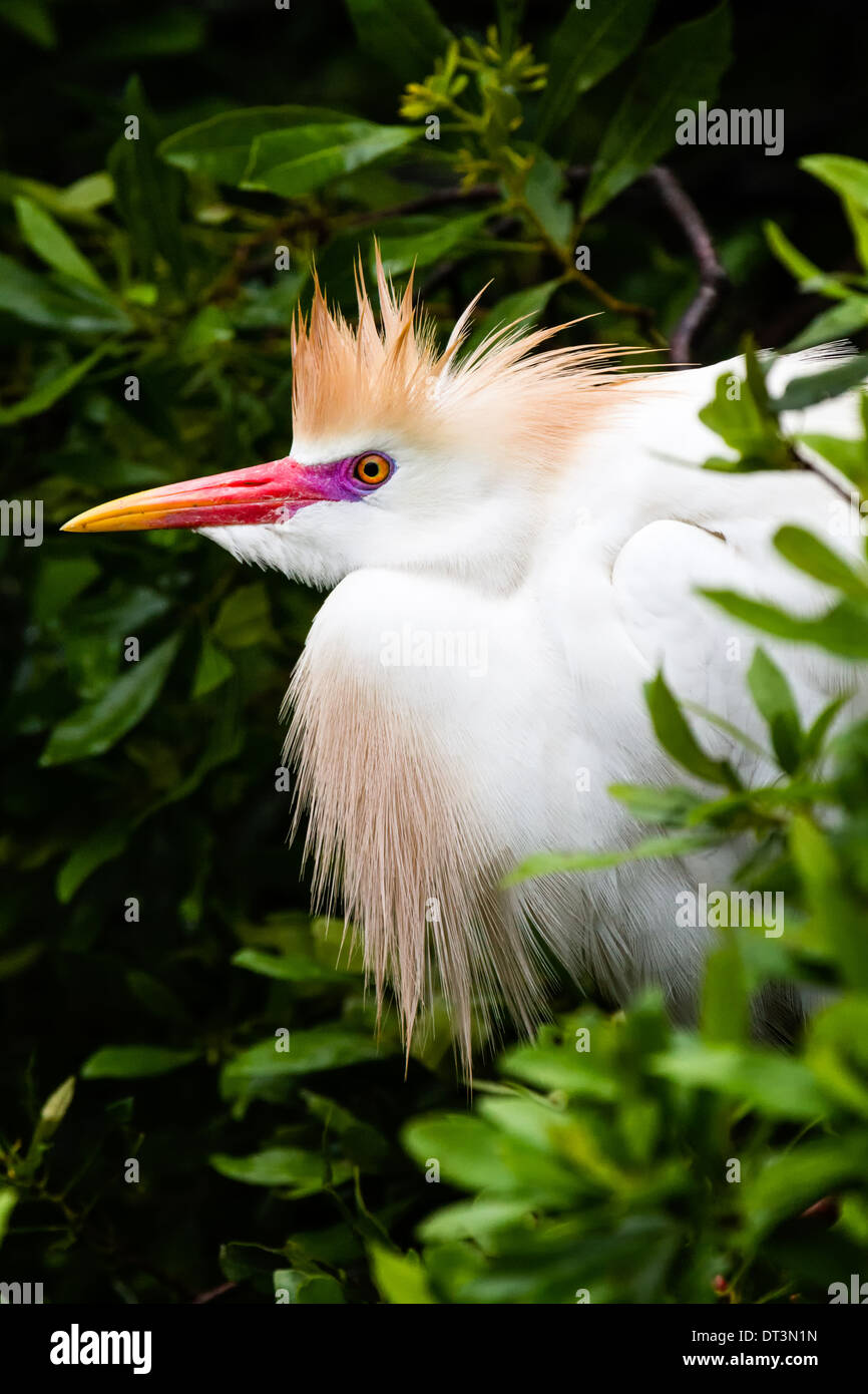 Airone guardabuoi (Bubulcus ibis) nella riproduzione dei colori. Foto Stock