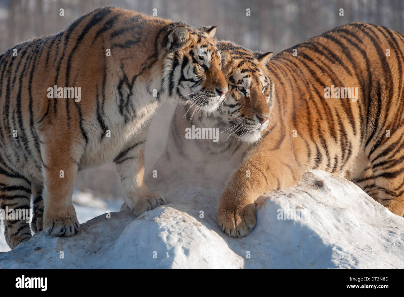 Due le tigri siberiane sul tumulo di neve Foto Stock