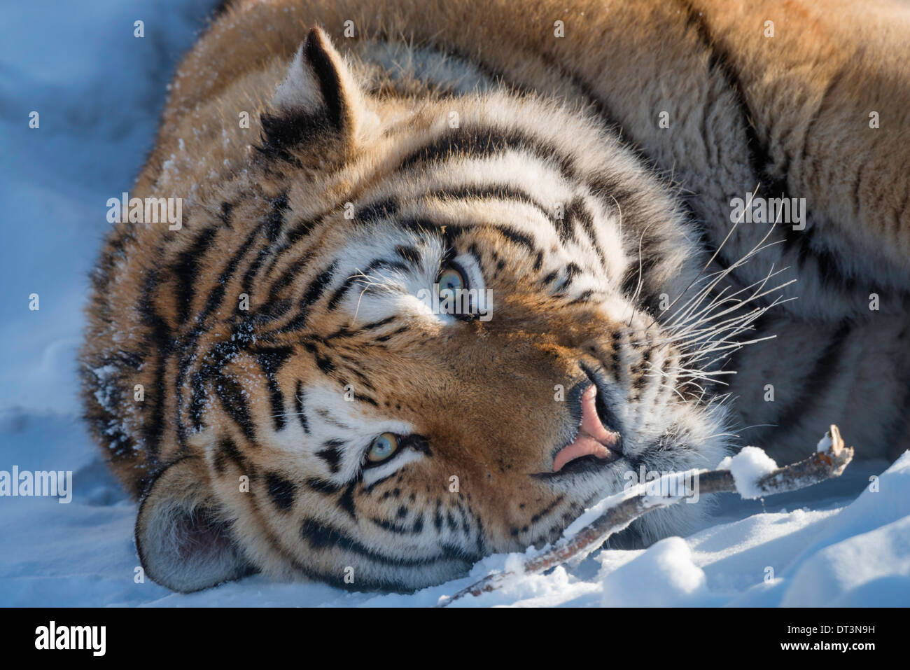 Colpo alla testa della tigre siberiana Foto Stock