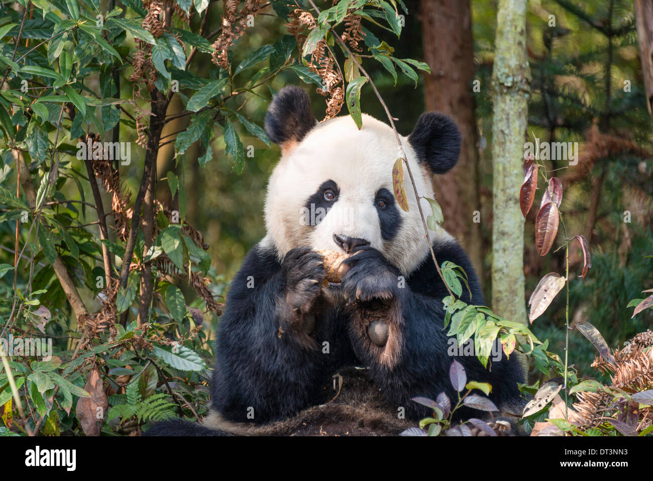 Panda gigante adulto immagini e fotografie stock ad alta risoluzione
