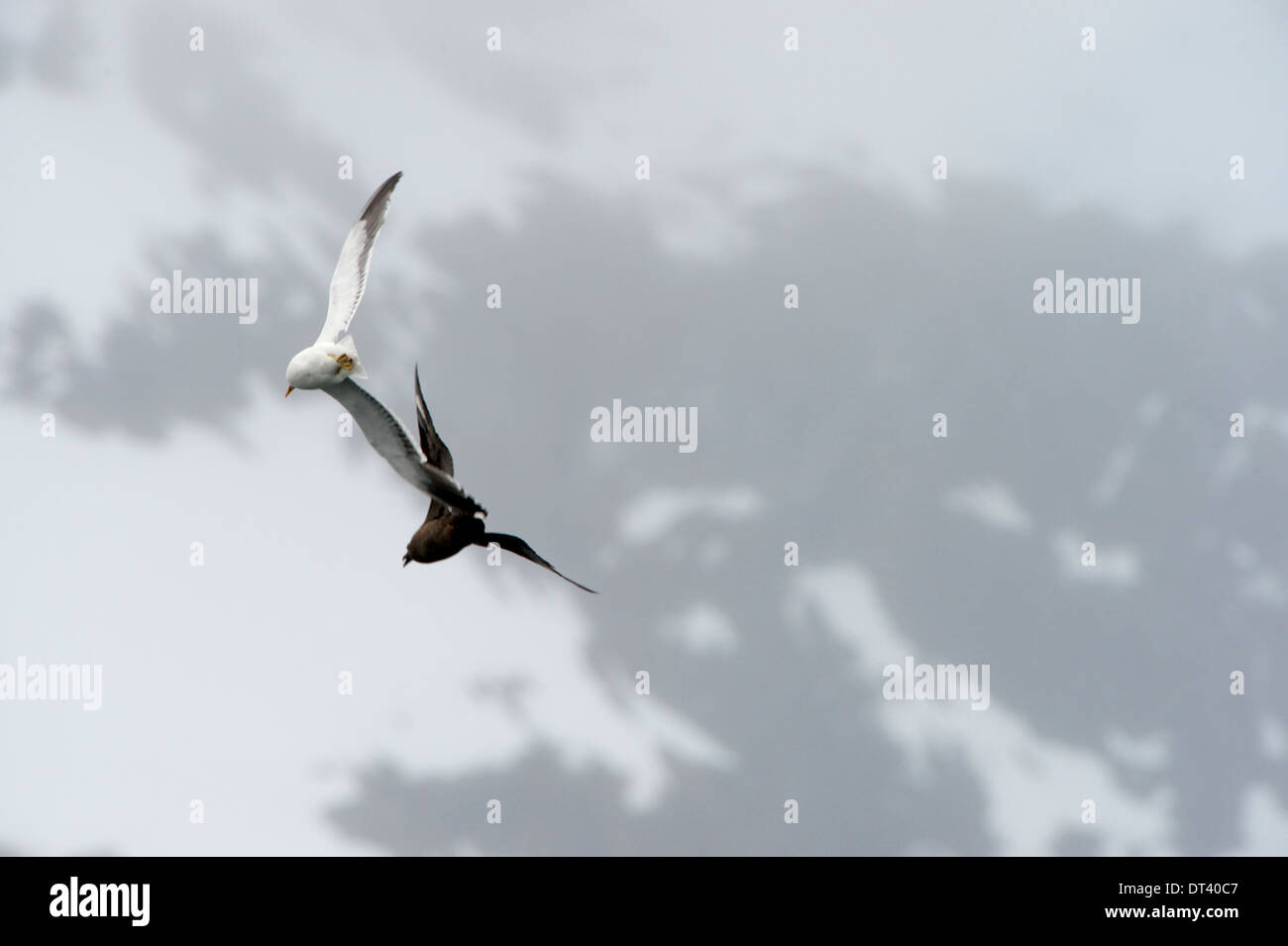 Un Gabbiano Kelp (Larus dominicanus) espelle un Skua Antartico (Stercorarius antarcticus) dalle vicinanze del suo nido. Foto Stock