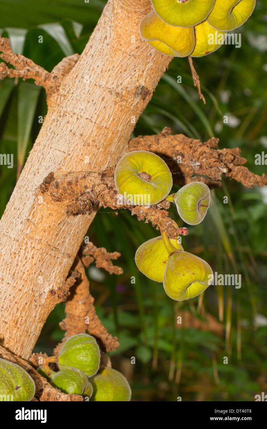 Fichi verdi appeso a un albero di grandi dimensioni Foto Stock