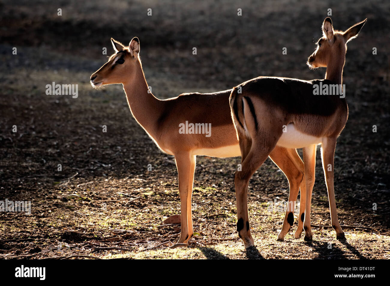 Impala antilopi (Aepyceros melampus) nel tardo pomeriggio di luce, Sud Africa Foto Stock