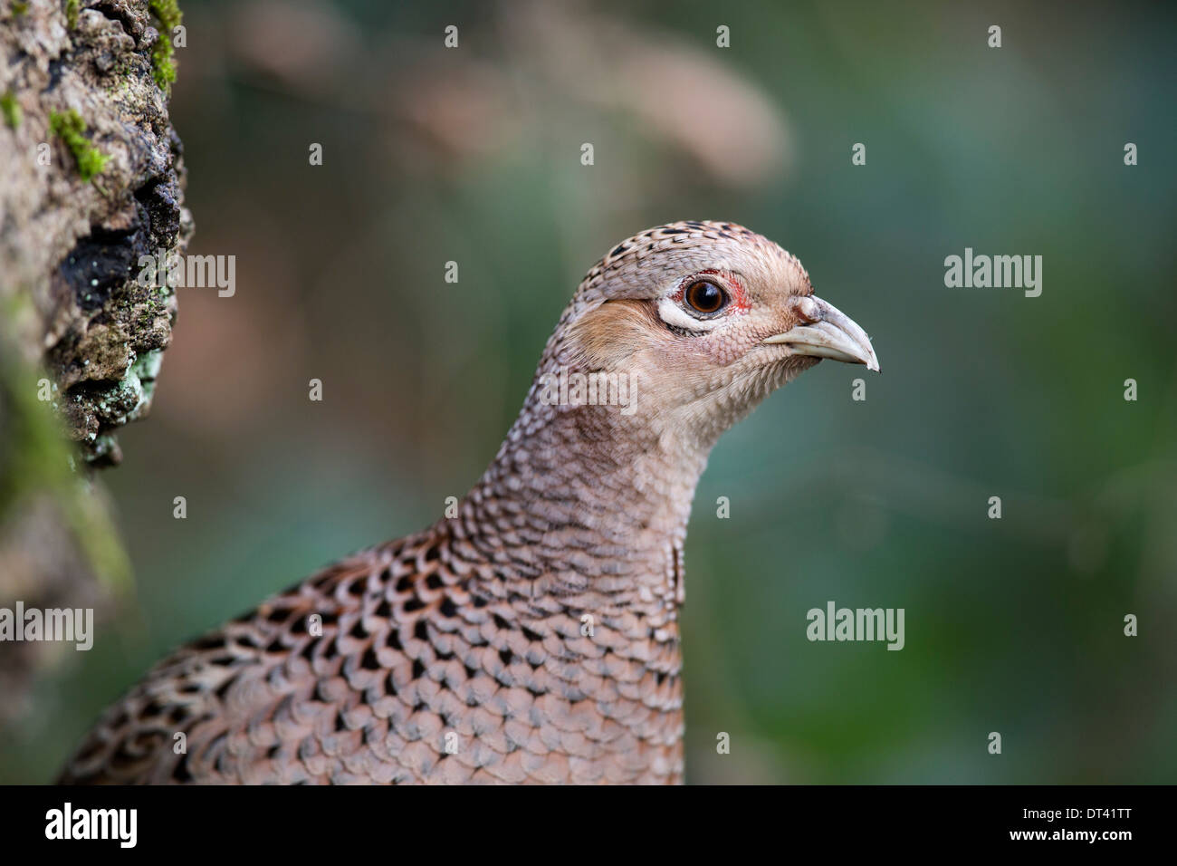 Fagiano; Phasianus colchicus; femmina; Regno Unito Foto Stock