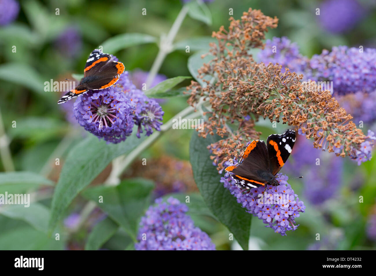 Red Admiral farfalle; Vanessa Atalanta; su Buddleia fiori; estate; Regno Unito Foto Stock
