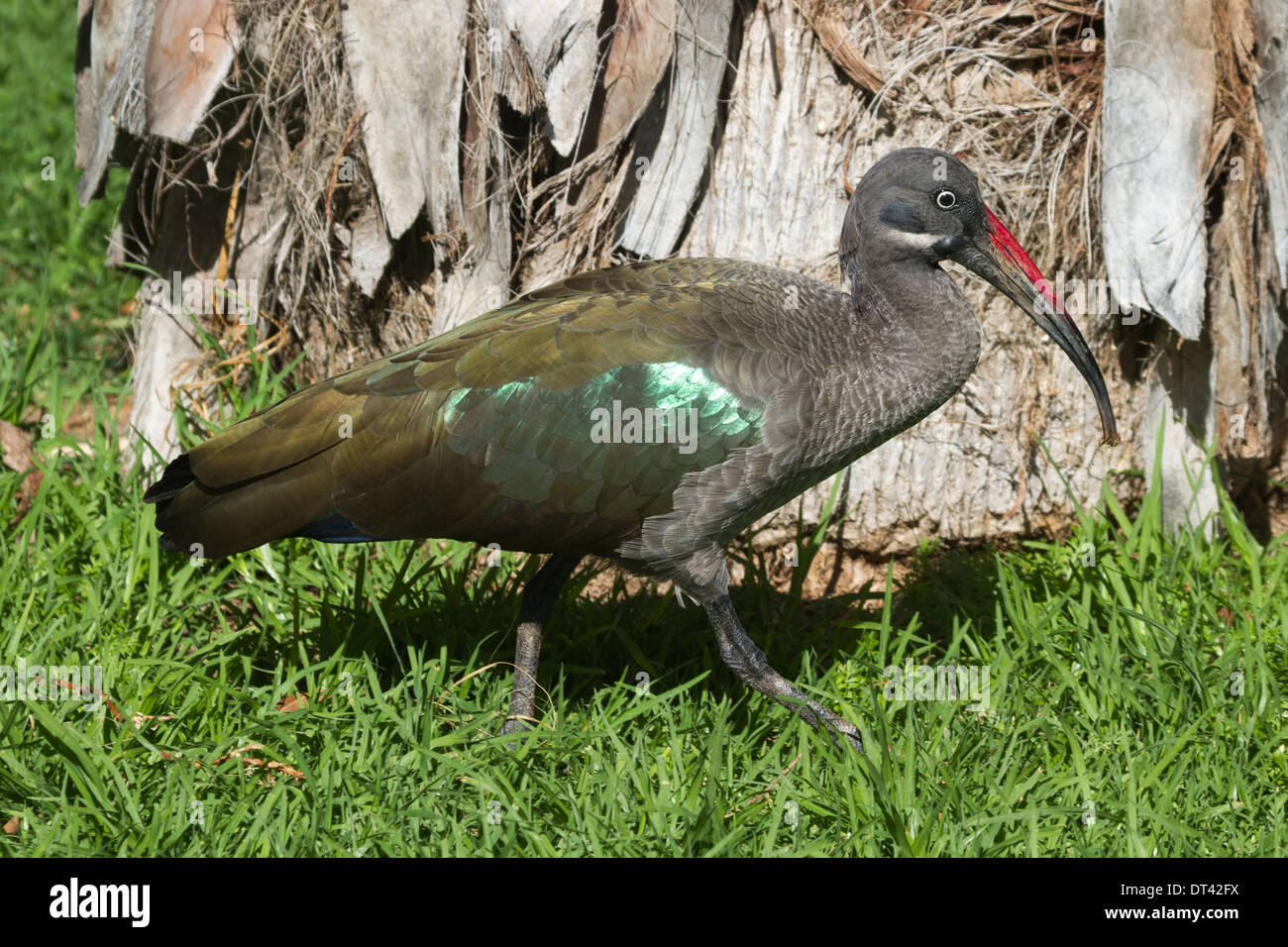 Ibis Hadada (Bostrychia hagedash) sull'erba Foto Stock