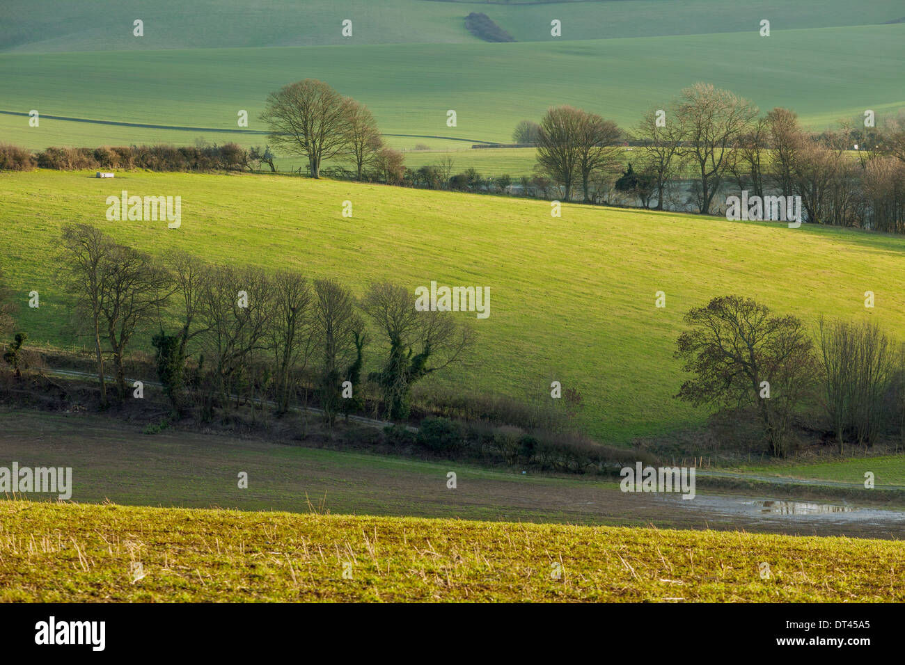Pomeriggio invernale sul South Downs, east sussex. Foto Stock