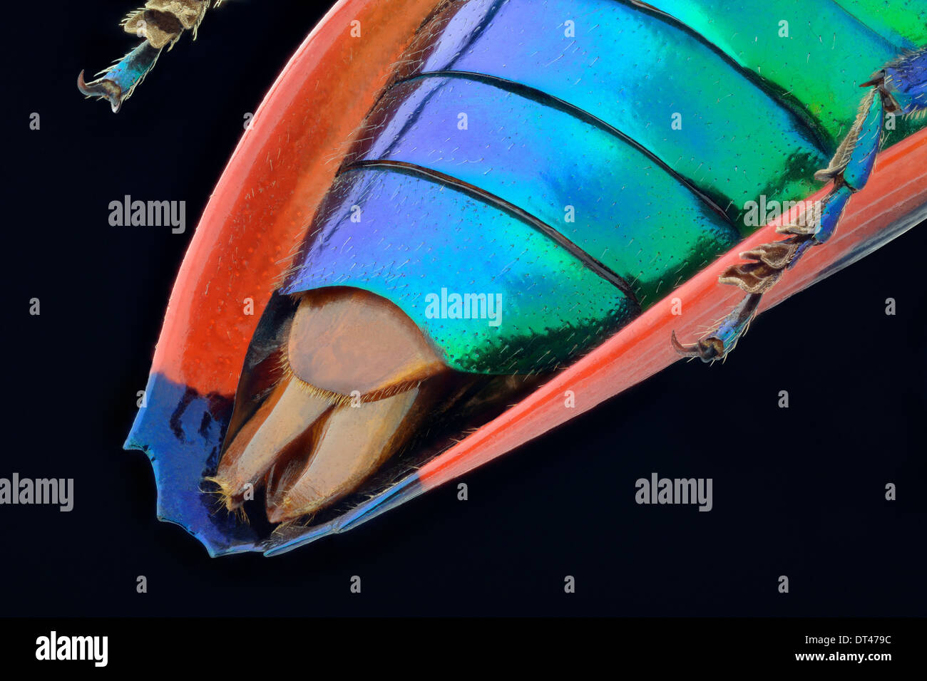 Metaxymorpha nigrofasciata: vista di organo riproduttivo Foto Stock