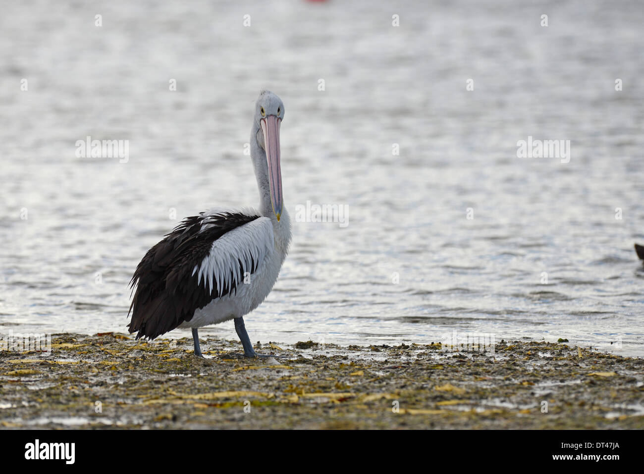 Pellicano australiano (Pelecanus conspicillatus) in piedi sul bordo del mare. Foto Stock