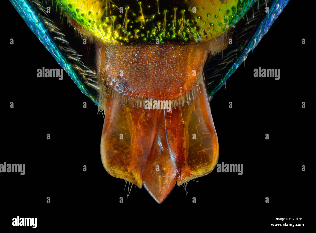 Stigmodera gratiosa:vista dell'organo riproduttivo Foto Stock