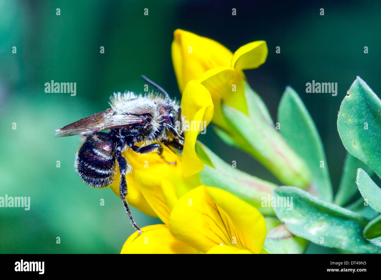 Ape comune raccoglie il polline dei fiori in un prato Foto Stock