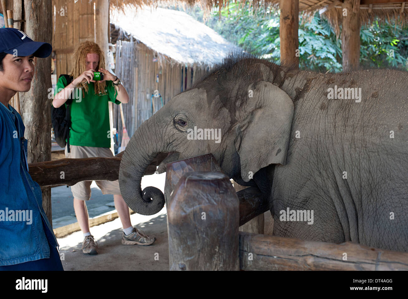 Visitatore fotografie baby elephant mentre mahout guarda a. Della Thailandia Foto Stock