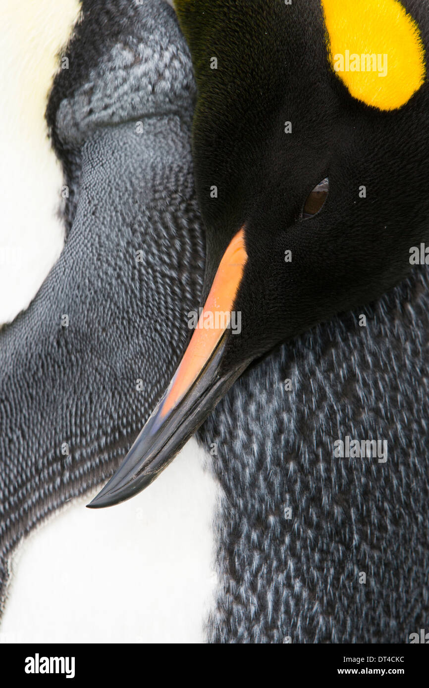 Un colpo a tenuta di un pinguino reale di appoggio di testa verso il basso sopra il corpo. L'occhio è aperto. Foto Stock