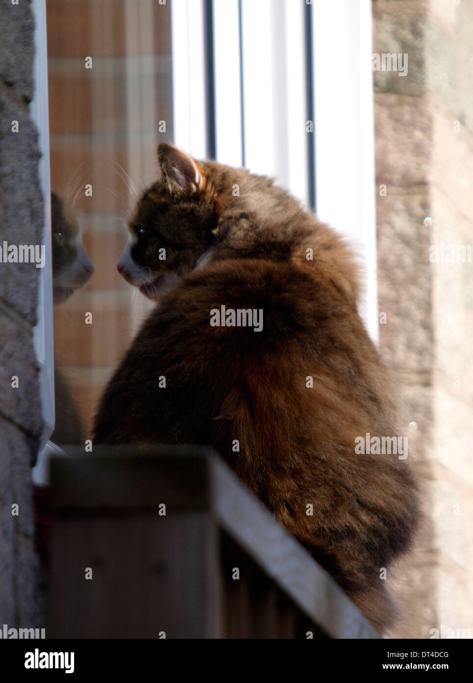 Cat guardando la sua riflessione in una finestra, REGNO UNITO Foto Stock