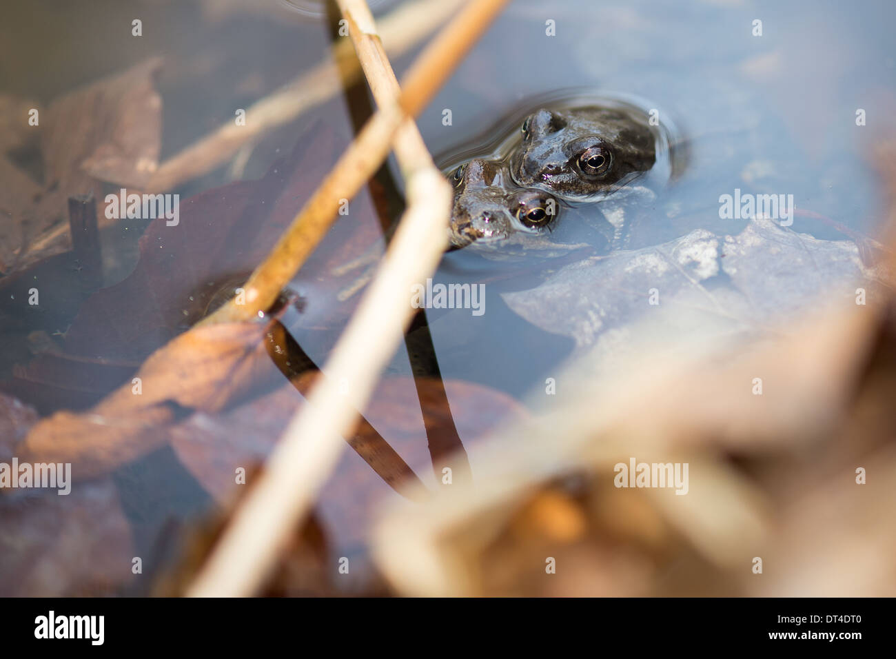 Un paio di rane comuni, rana temporaria coniugata in acqua in primavera Foto Stock