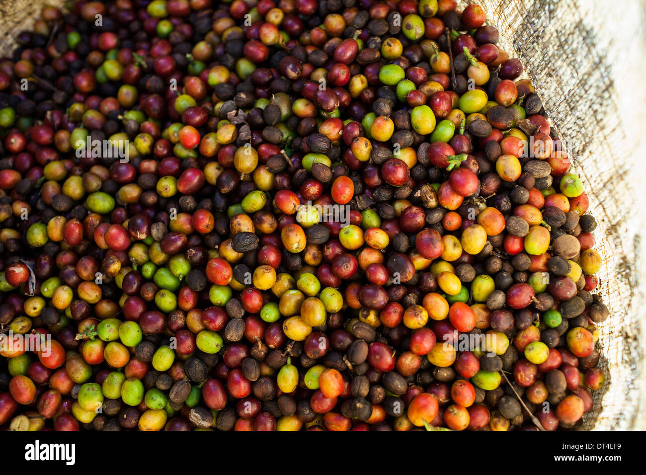 Appena raccolto bacche di caffè in un sacco in Ataco sulla Ruta de Las Flores una regione di El Salvador dominato dai vulcani Foto Stock