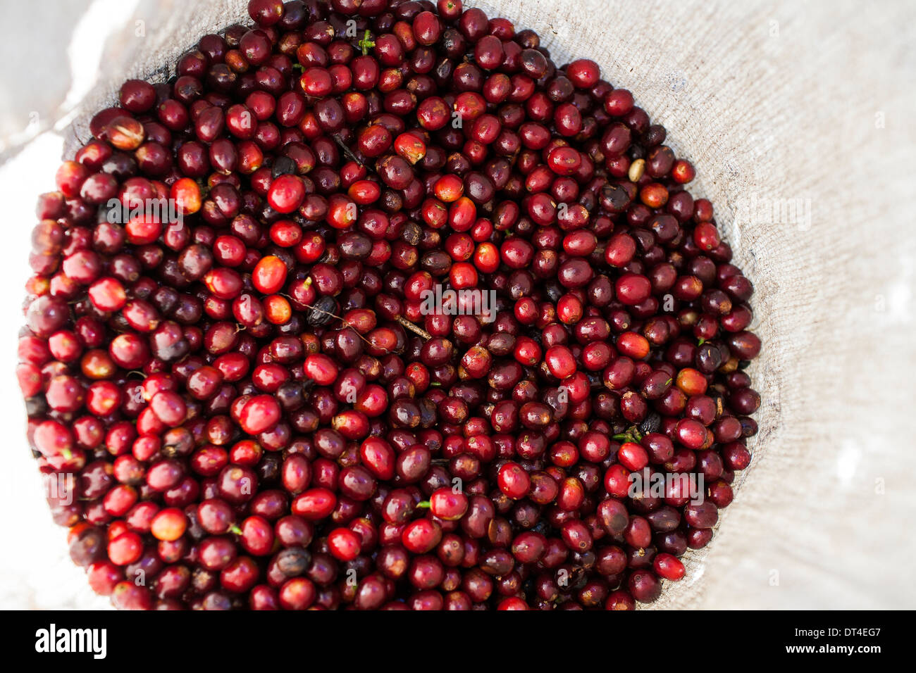 Appena raccolto bacche di caffè in un sacco in Ataco sulla Ruta de Las Flores una regione di El Salvador dominato dai vulcani Foto Stock