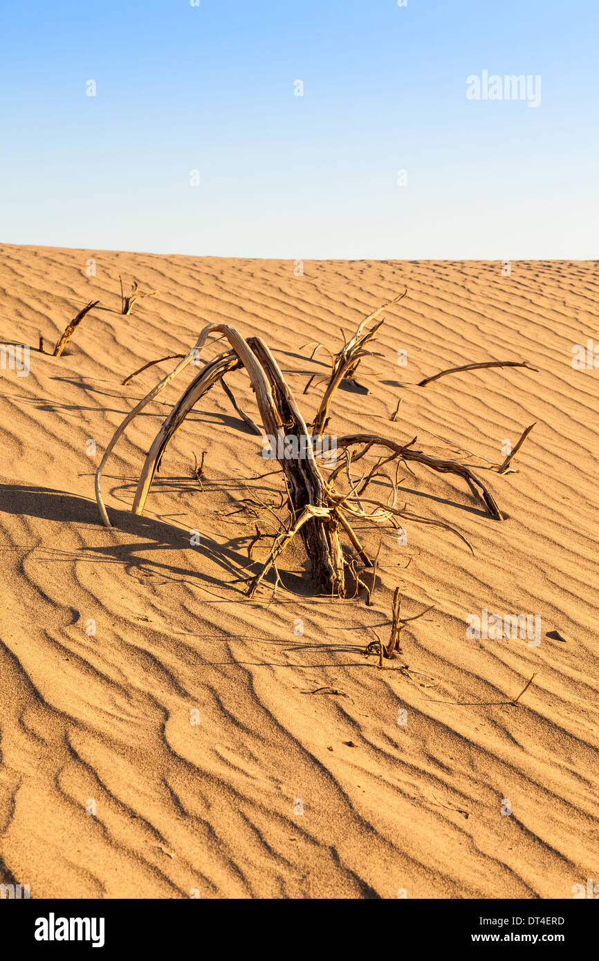 Le dune di sabbia di Mesquite piatto nella Valle della Morte nel deserto - California Foto Stock
