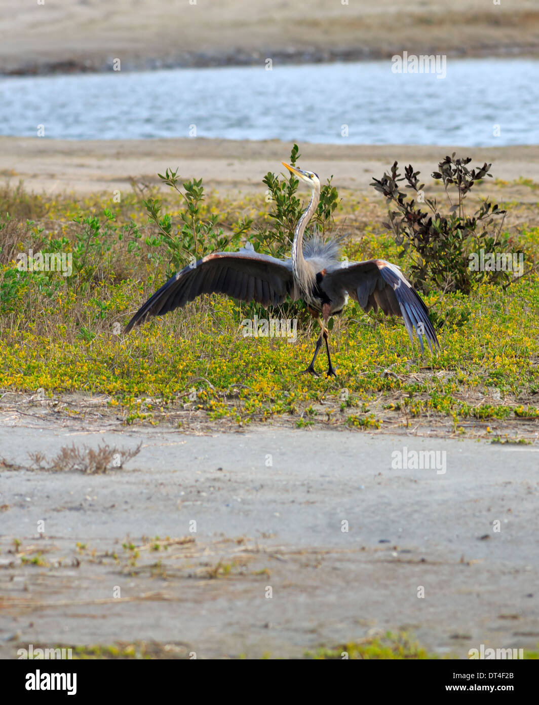 Airone blu (Ardea erodiade). Display territoriale in presenza di un altro heron della stessa specie. Foto Stock