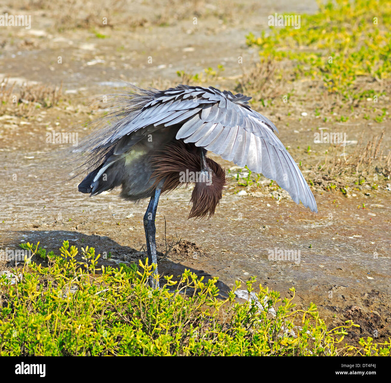 Reddish Garzetta (Egretta rufescens) dark morph toelettatura sotto le sue ali a South Padre Island birdwatching e Centro Natura Texas Foto Stock Reddish Garzetta (Egretta rufescens) dark morph toelettatura sotto le sue ali a South Padre Island birdwatching e Centro Natura Texas Foto Stock