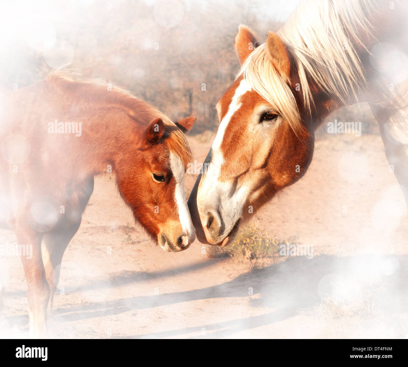 Dolce e sognanti immagine di un piccolo pony e un enorme progetto di cavallo nasi sniffing; amicizia senza limiti Foto Stock