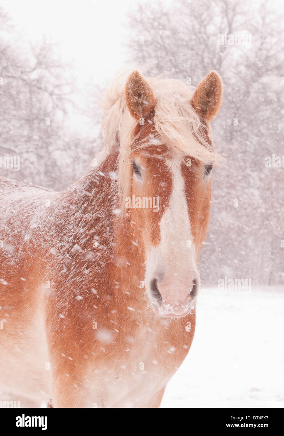 Primo piano di una bionda progetto belga cavallo in una bufera di neve Foto Stock