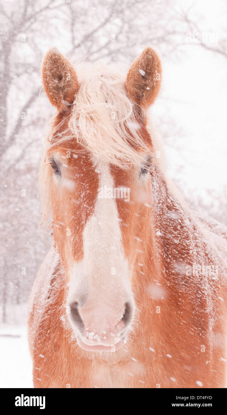 Raffiche di neve su un progetto belga cavallo Foto Stock